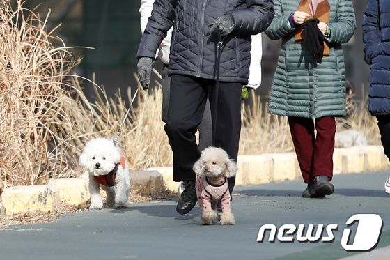 서울 서대문구 홍제천을 찾은 시민들이 반려견을 산책 시키고 있다. (뉴스1DB) © News1 이승배 기자