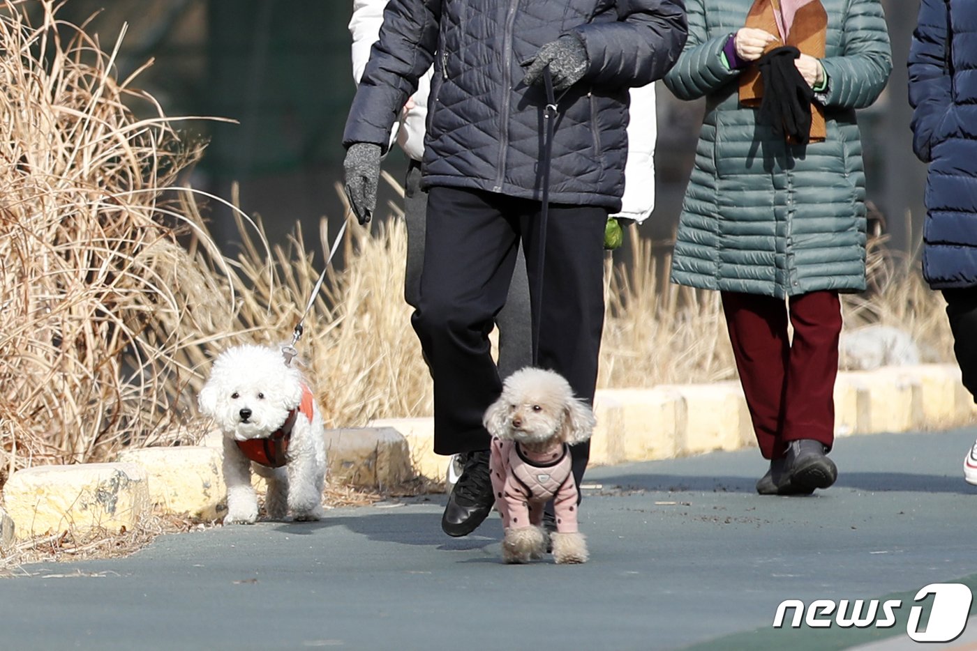 서울 서대문구 홍제천을 찾은 시민들이 반려견을 산책 시키고 있다. &#40;뉴스1DB&#41; ⓒ News1 이승배 기자