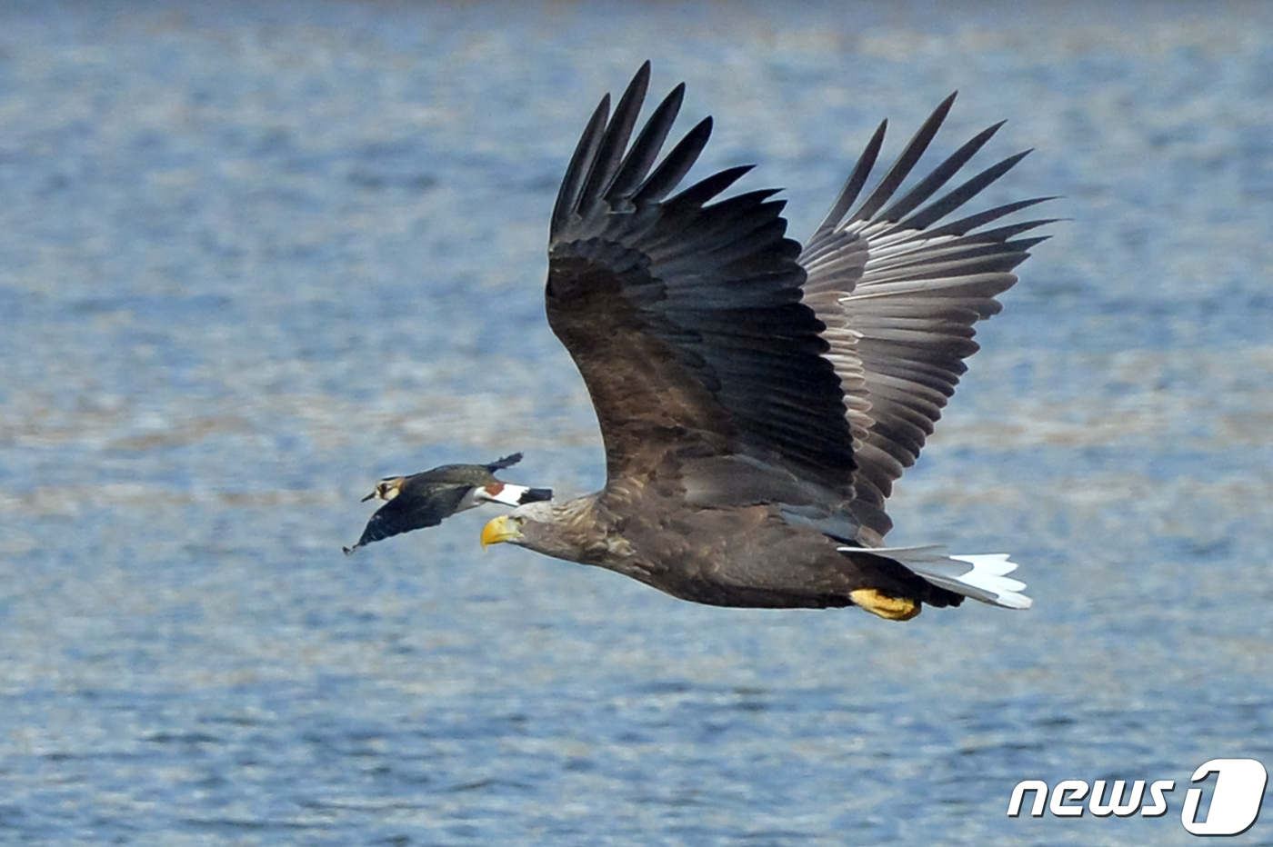 (포항=뉴스1) 최창호 기자 = 경북 포항시 남구 형산강에서 천연기념물 제243-4호이자 멸종위기 1급 흰꼬리수리가 눈 앞에서 날아가는 댕기물떼새를 노려보고 있다. 2022.2.9 …