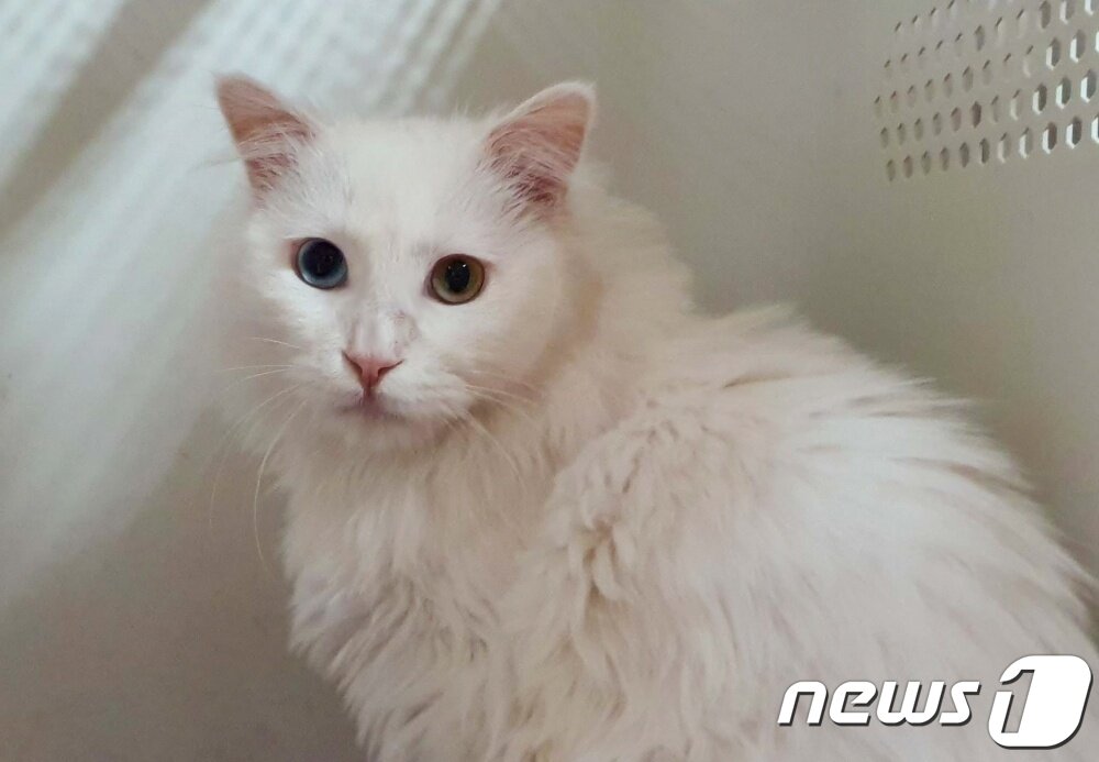 본문 이미지 - 길냥이와 동고동락에서 새 가족을 기다리고 있는 솜솜이 ⓒ 뉴스1 최서윤 기자