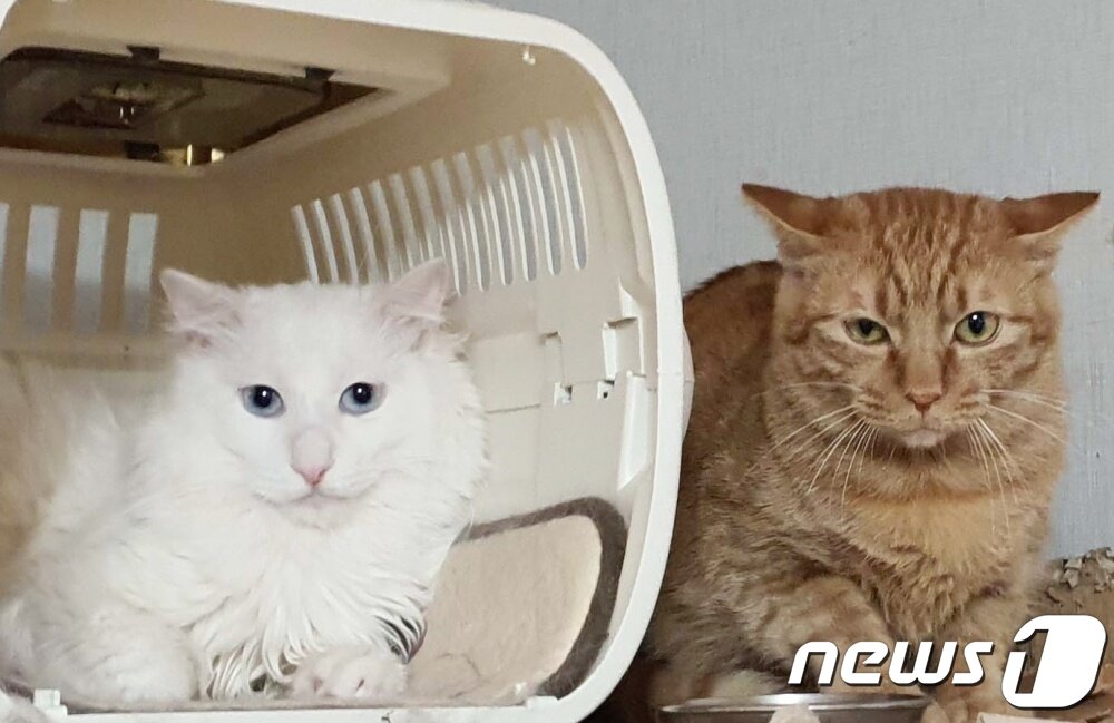 본문 이미지 - 길냥이와 동고동락에서 새 가족을 기다리고 있는 사탕이(왼쪽) ⓒ 뉴스1 최서윤 기자