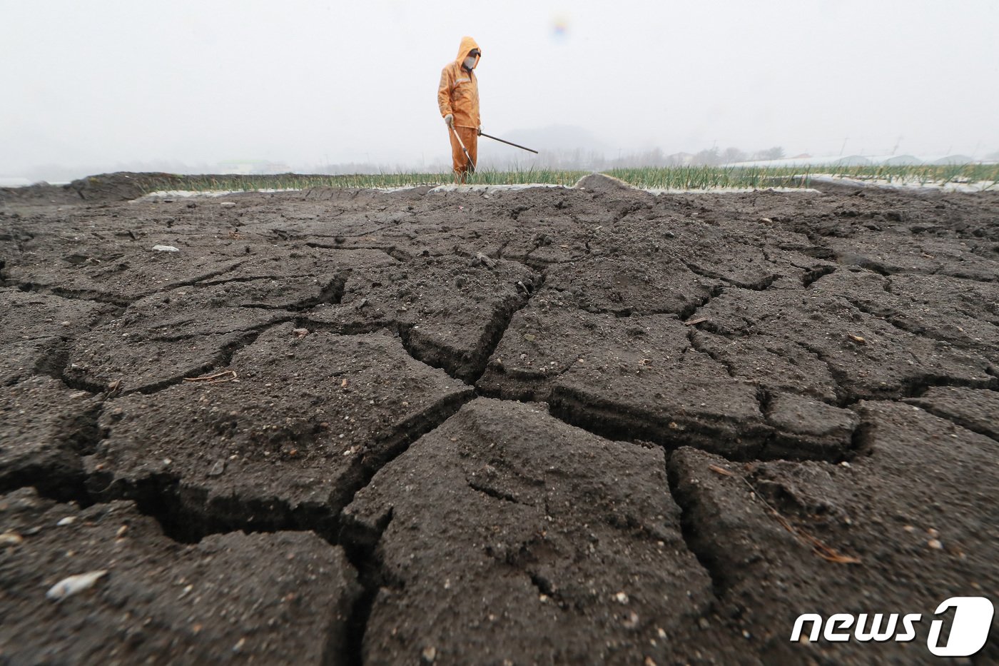 본문 이미지 - 지난해 3월13일 경남 함양군 함양읍 한들 양파논에서 임재영씨&#40;66&#41;가 단비에 반가워하며 양파논을 둘러보고 있다. &#40;함양군 김용만씨 제공&#41; 2022.3.13/뉴스1