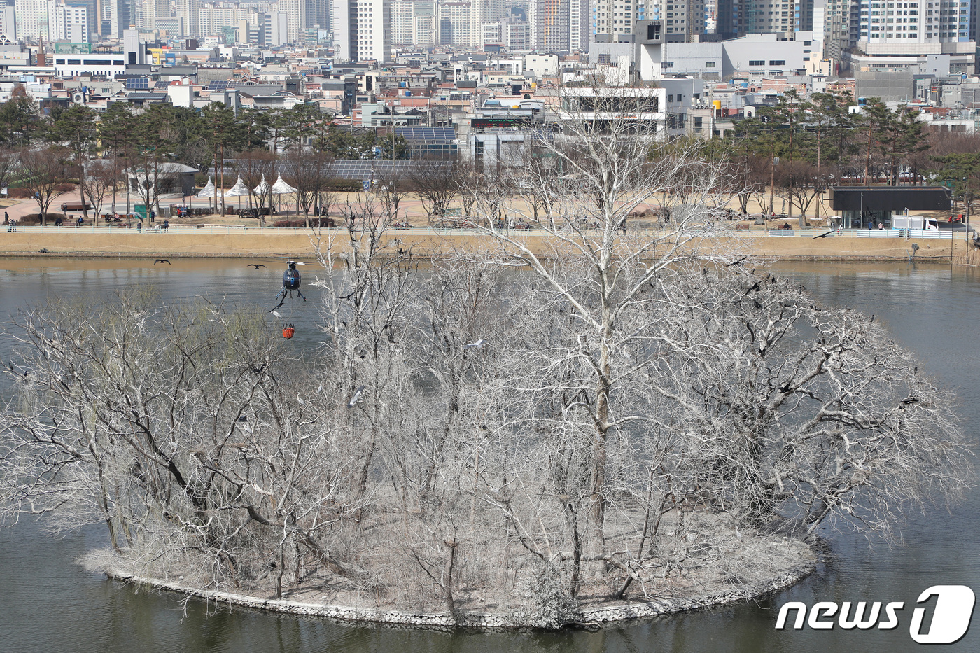 (대구=뉴스1) 공정식 기자 = 15일 오후 대구 수성구청 산불진화 헬기가 수성못 둥지섬 조류 분비물을 청소하기 위해 물을 뿌리자 놀란 새들이 주변을 날고 있다.백로·왜가리·민물가 …