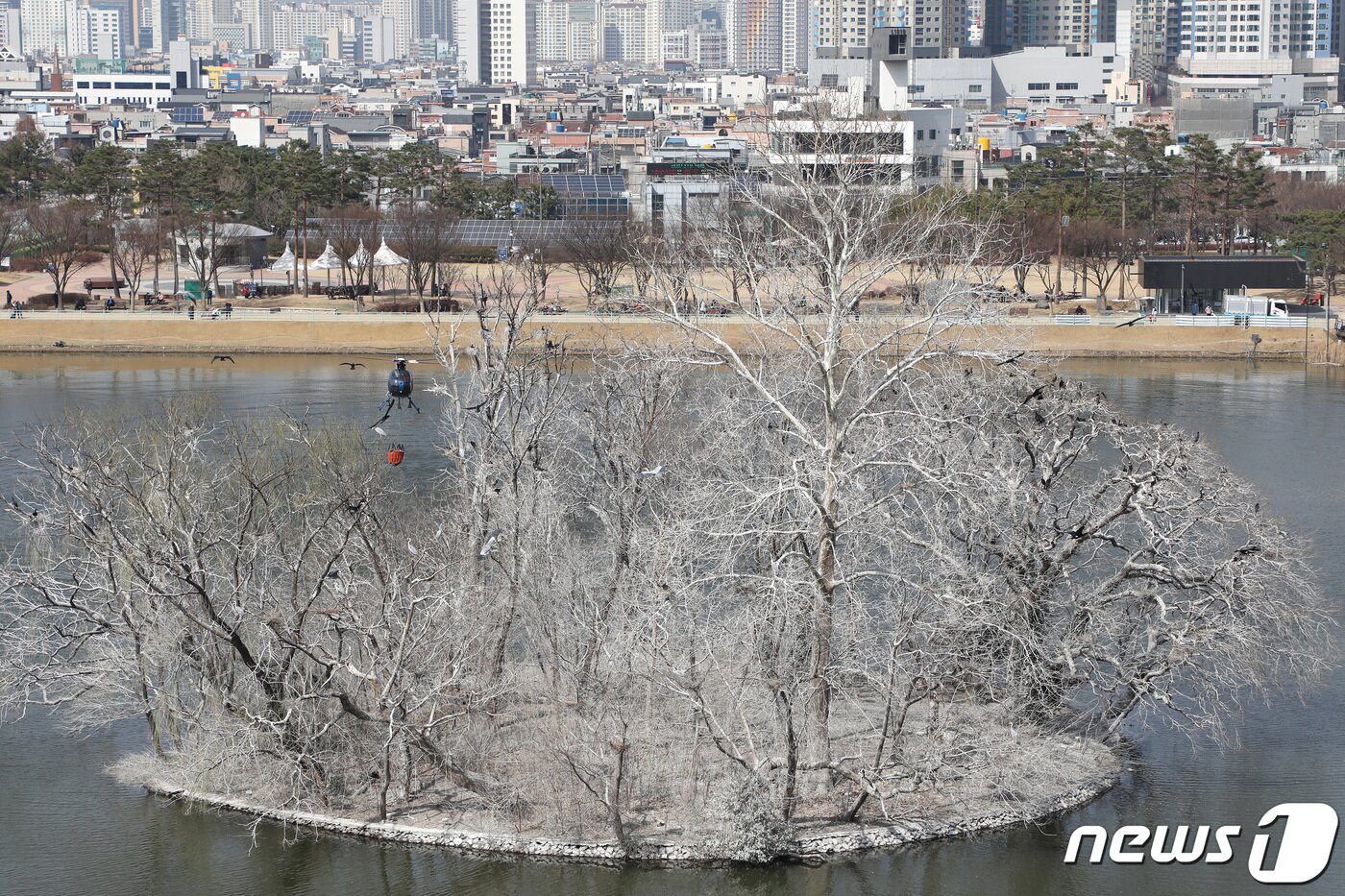 본문 이미지 - 민물가마우지 등 다양한 새들이 서식하는 수성못 둥지섬은 사람 발길이 닿지 않고 가뭄이 길어지면서 나무에 조류 배설물이 쌓여 눈이 내린 것처럼 하얗게 변해버렸다.  2022.3.15/뉴스1 ⓒ News1 공정식 기자