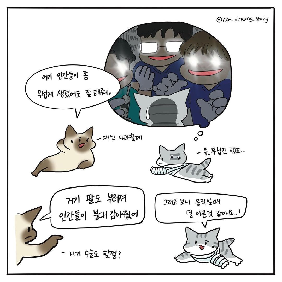 본문 이미지 - 고양이그림공부(최아름 수의사 제공) ⓒ 뉴스1