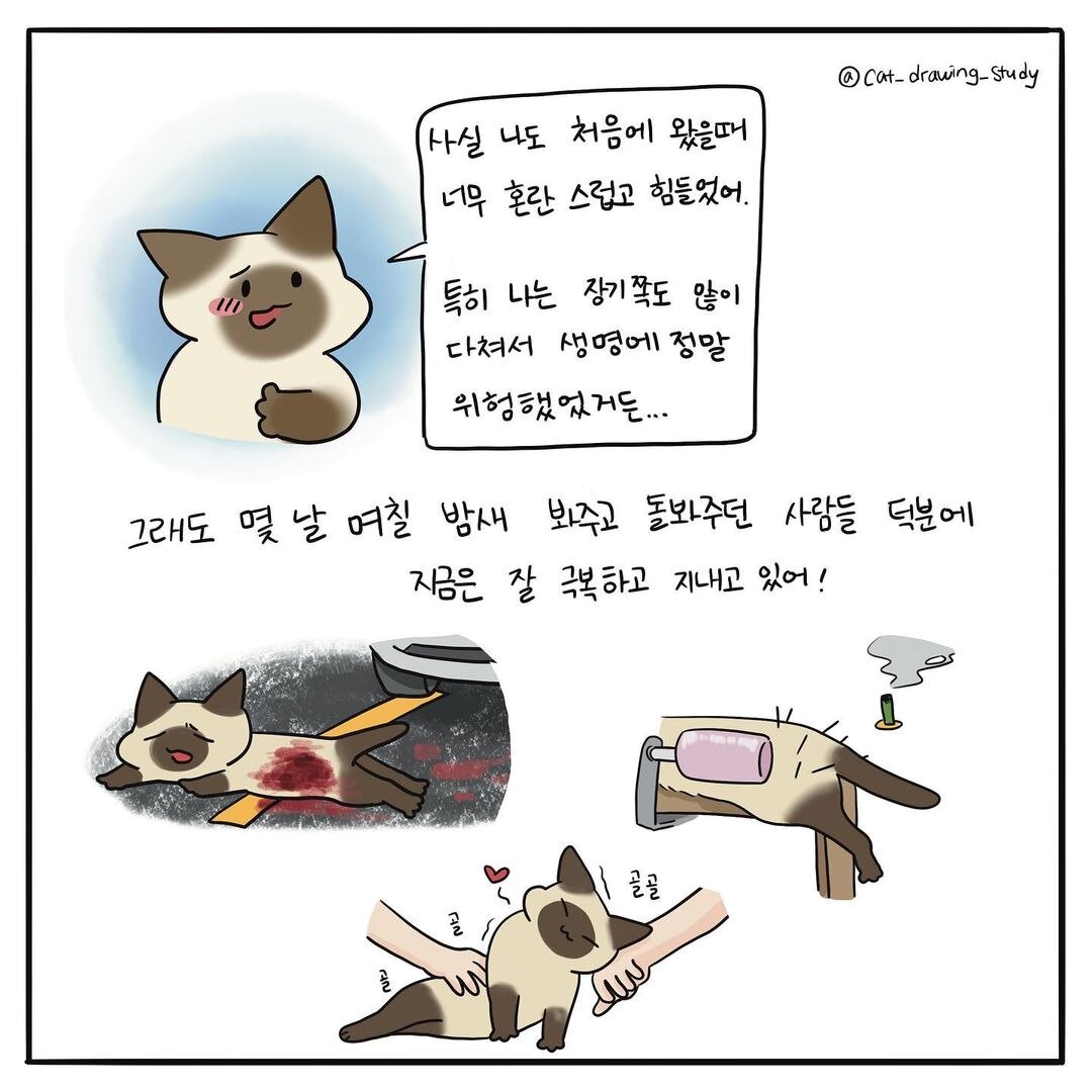 본문 이미지 - 고양이그림공부(최아름 수의사 제공) ⓒ 뉴스1