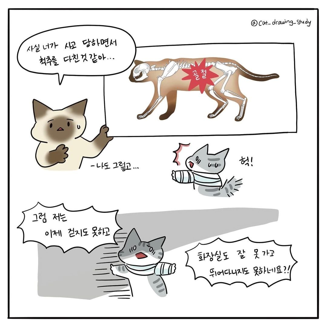 본문 이미지 - 고양이그림공부(최아름 수의사 제공) ⓒ 뉴스1