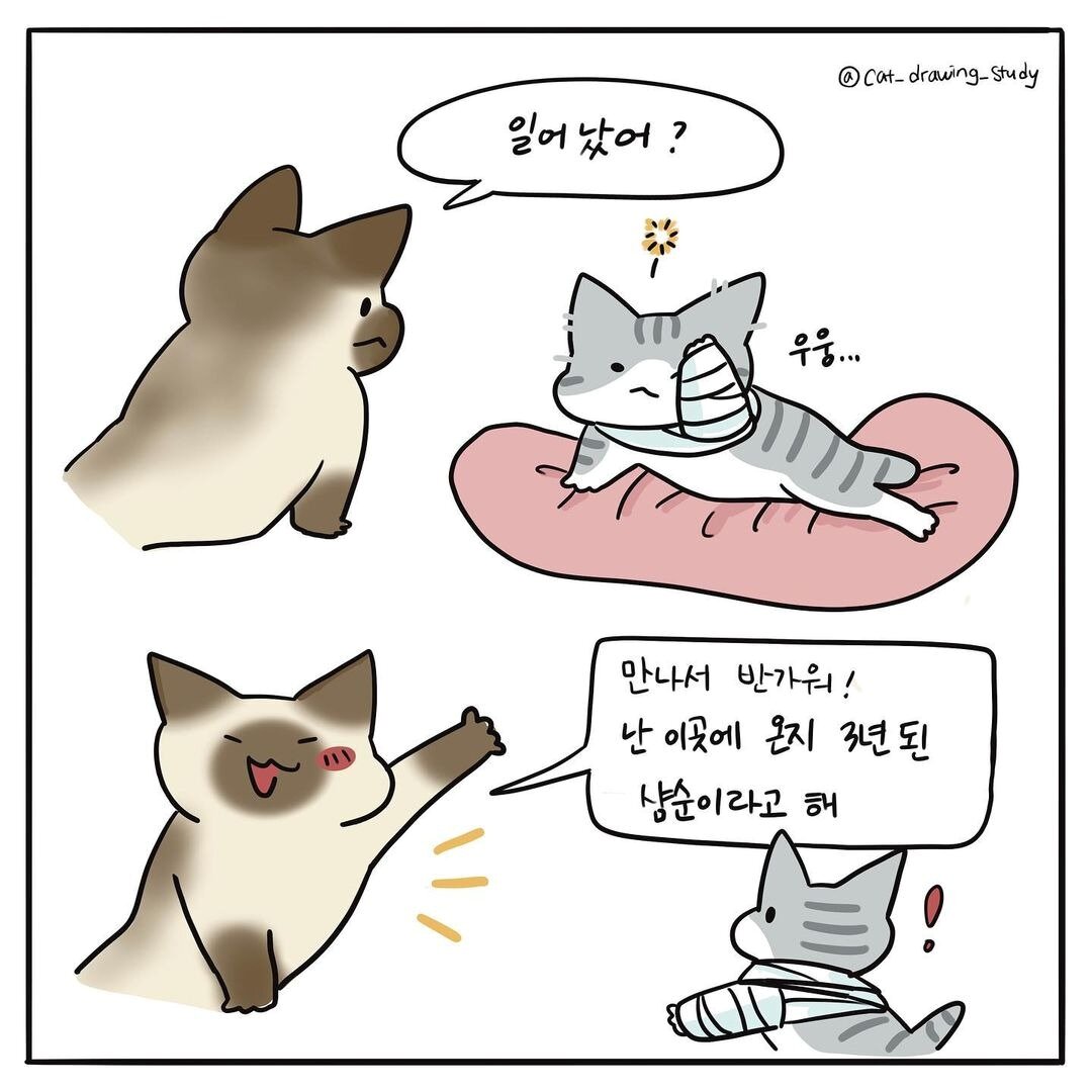 본문 이미지 - 고양이그림공부(최아름 수의사 제공) ⓒ 뉴스1