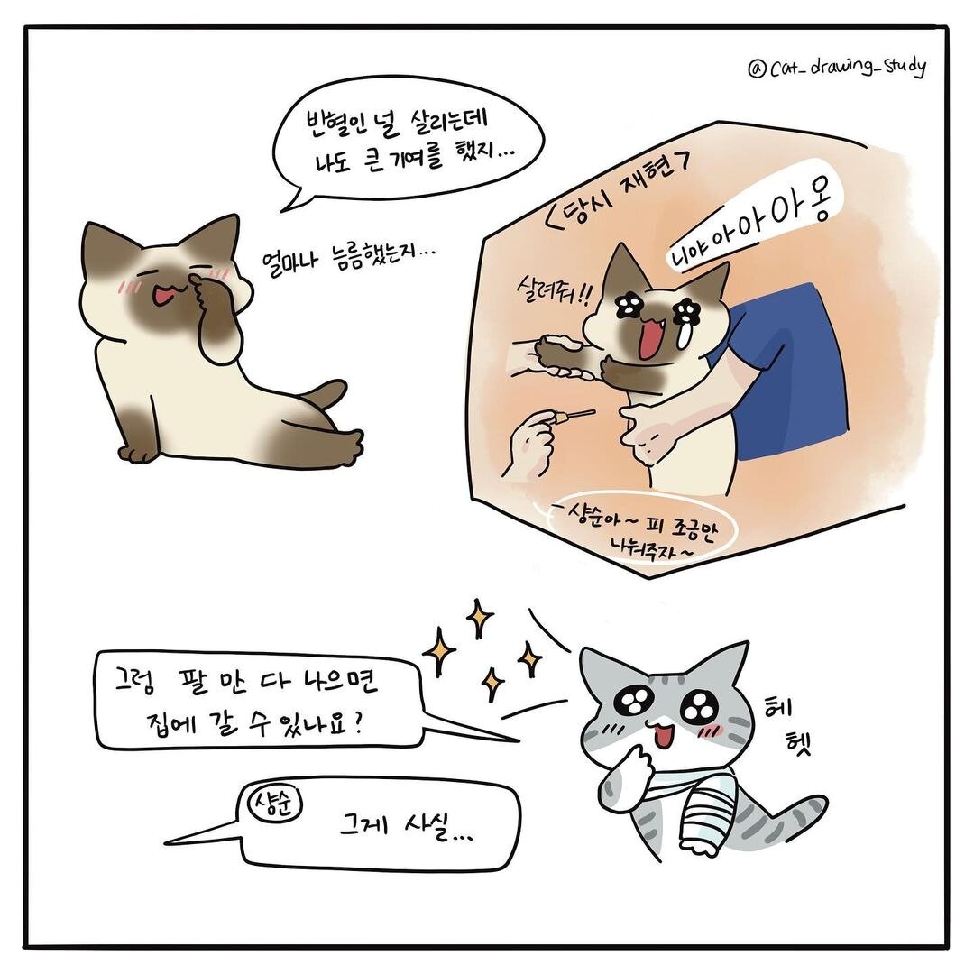 본문 이미지 - 고양이그림공부(최아름 수의사 제공) ⓒ 뉴스1