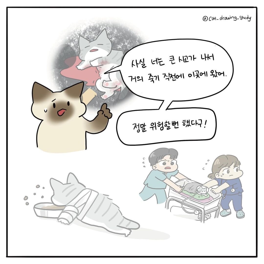 본문 이미지 - 고양이그림공부(최아름 수의사 제공) ⓒ 뉴스1