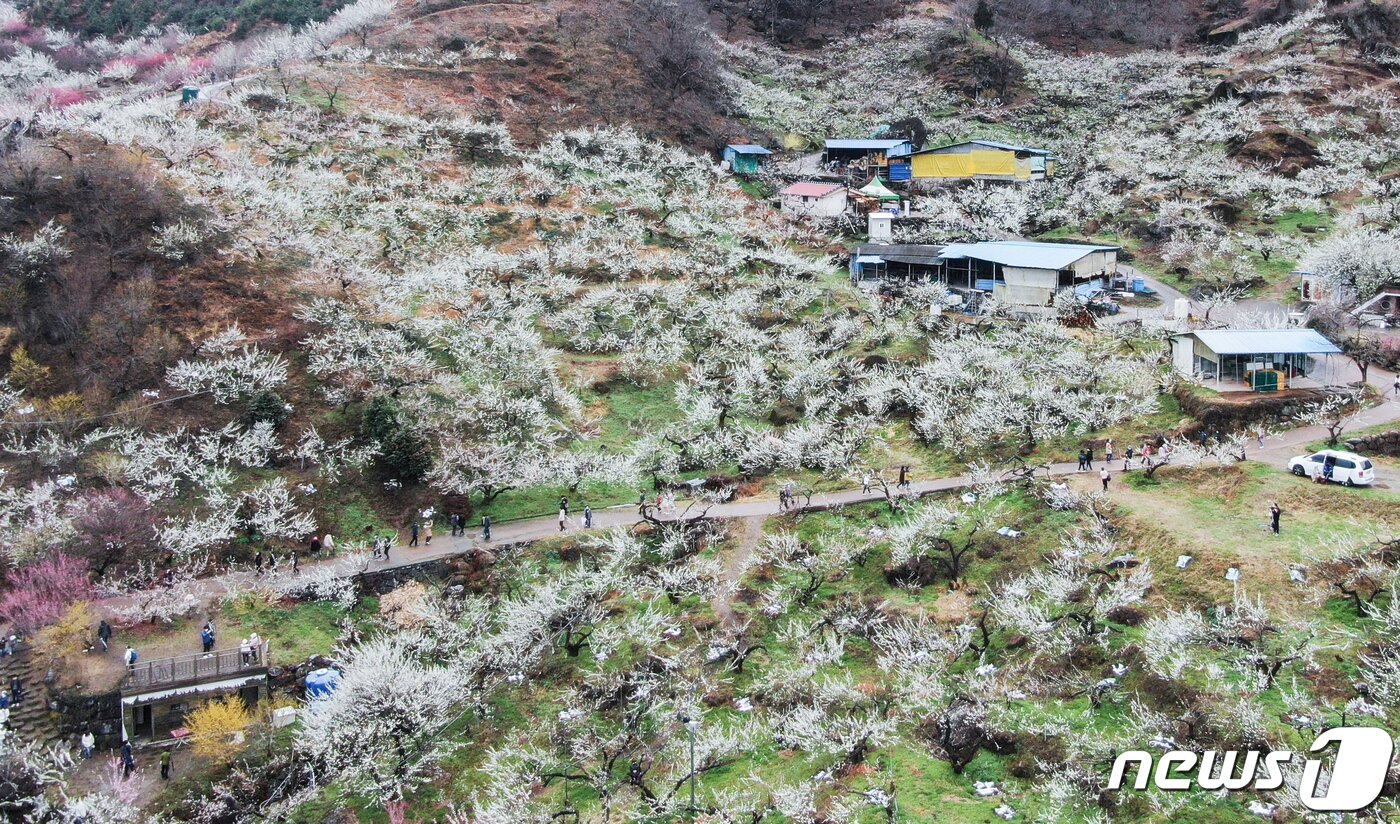 본문 이미지 - 19일 전남 광양시 매화마을을 찾은 시민들이 봄 기운을 만끽하고 있다. 2022.3.19/뉴스1 ⓒ News1 이재명 기자