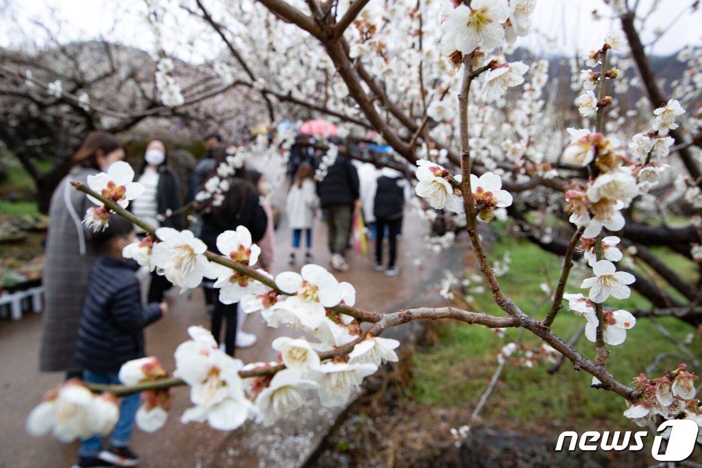 본문 이미지 - 19일 전남 광양시 매화마을을 찾은 시민들이 봄 기운을 만끽하고 있다. 2022.3.19/뉴스1 ⓒ News1 이재명 기자