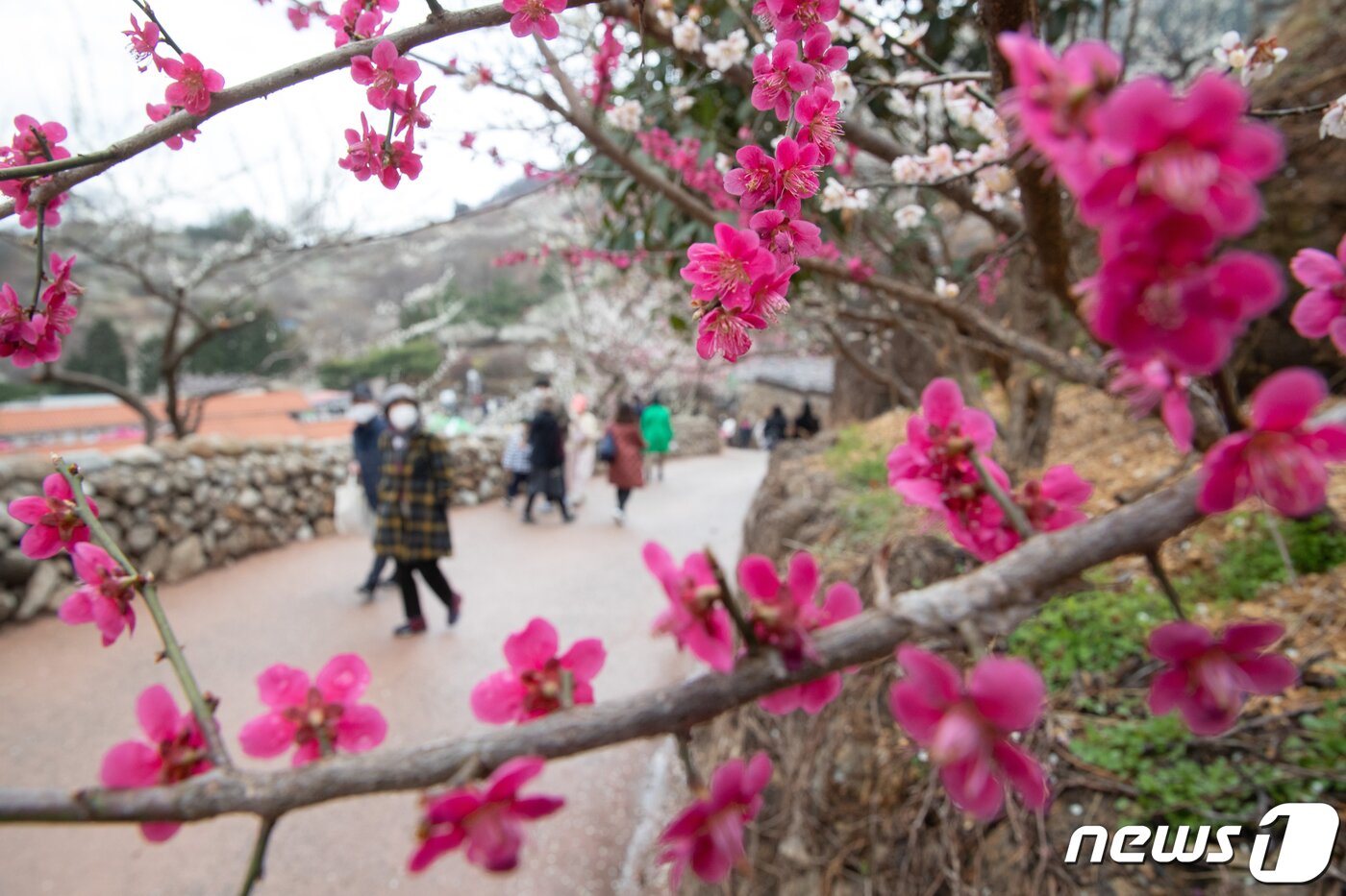 본문 이미지 - 19일 전남 광양시 매화마을을 찾은 시민들이 봄 기운을 만끽하고 있다. 2022.3.19/뉴스1 ⓒ News1 이재명 기자