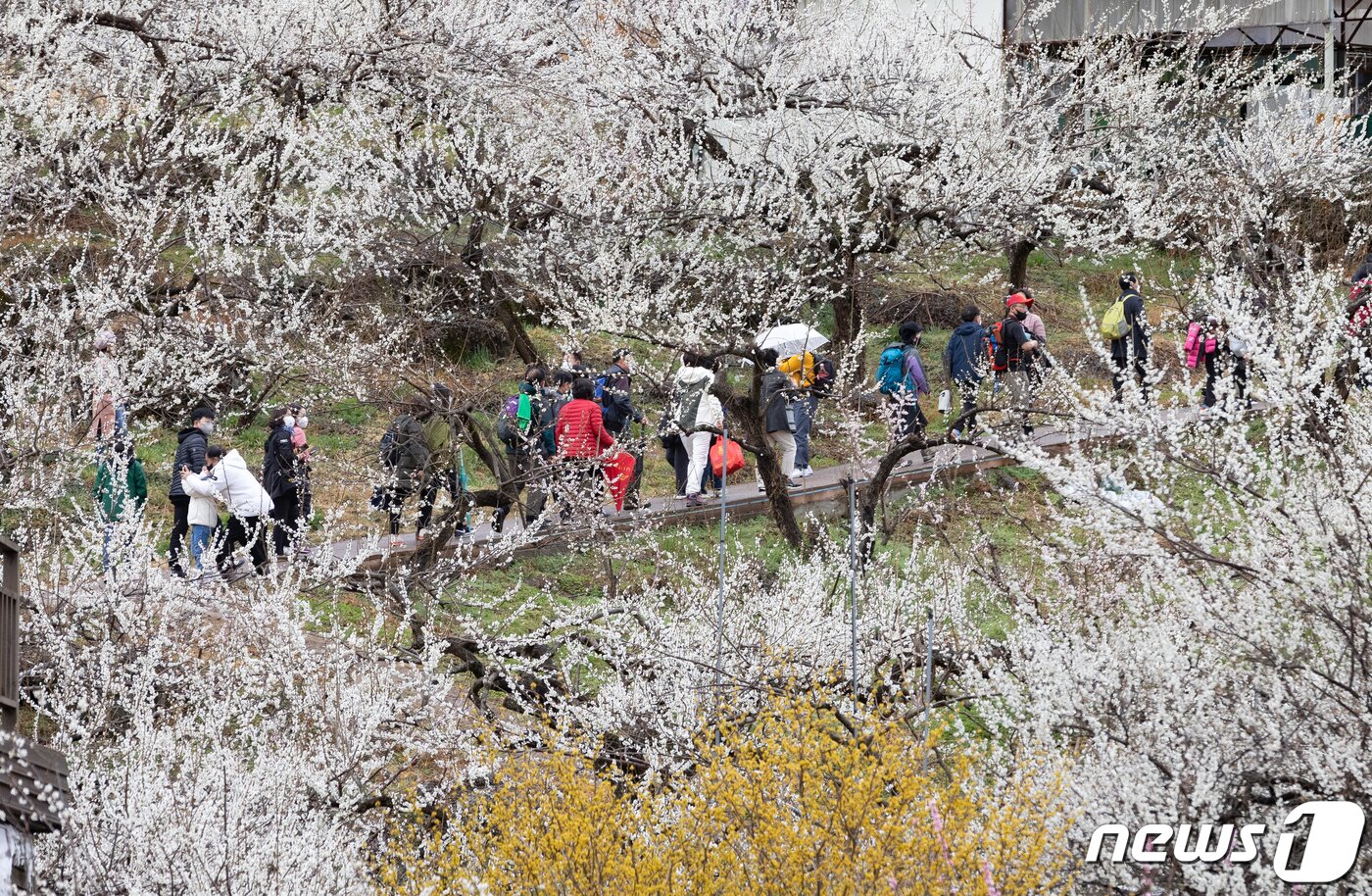 본문 이미지 - 19일 전남 광양시 매화마을을 찾은 시민들이 봄 기운을 만끽하고 있다. 2022.3.19/뉴스1 ⓒ News1 이재명 기자