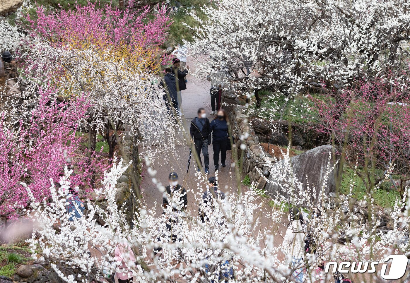 본문 이미지 - 19일 전남 광양시 매화마을을 찾은 시민들이 봄 기운을 만끽하고 있다. 2022.3.19/뉴스1 ⓒ News1 이재명 기자