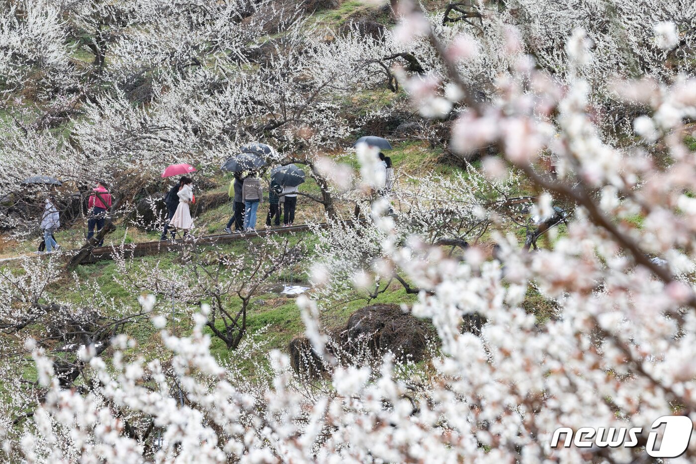 본문 이미지 - 19일 전남 광양시 매화마을을 찾은 시민들이 봄 기운을 만끽하고 있다. 2022.3.19/뉴스1 ⓒ News1 이재명 기자