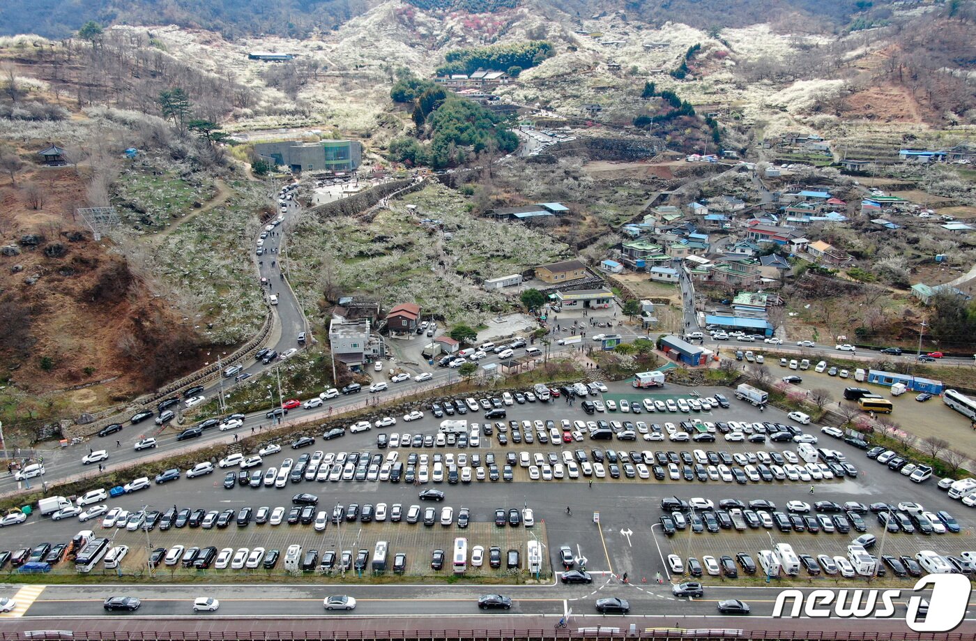 본문 이미지 - 19일 전남 광양시 매화마을 주차장이 상춘객들의 차량들로 만차를 이루고 있다. 광양시는 신종 코로나바이러스 감염증(코로나19) 변이인 오미크론 확산 방지를 위해 3년 연속 축제 개최를 취소했다. 2022.3.19/뉴스1 ⓒ News1 이재명 기자