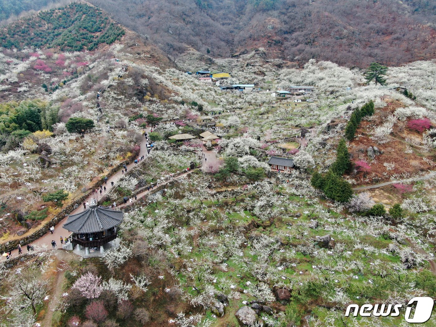 본문 이미지 - 19일 전남 광양시 매화마을을 찾은 시민들이 봄 기운을 만끽하고 있다. 2022.3.19/뉴스1 ⓒ News1 이재명 기자