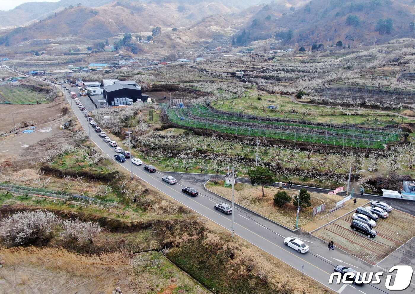본문 이미지 - 절기상 춘분을 이틀 앞둔 19일 전남 광양시 매화마을 인근 도로가 상춘객들의 차량으로 정체현상을 보이고 있다. 2022.3.19/뉴스1 ⓒ News1 이재명 기자