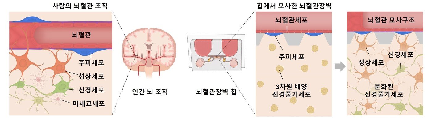 본문 이미지 - 인간 혈뇌장벽을 모사한 인공 칩 모식도 &#40;과학기술정보통신부 제공&#41; 2022.03.02 /뉴스1