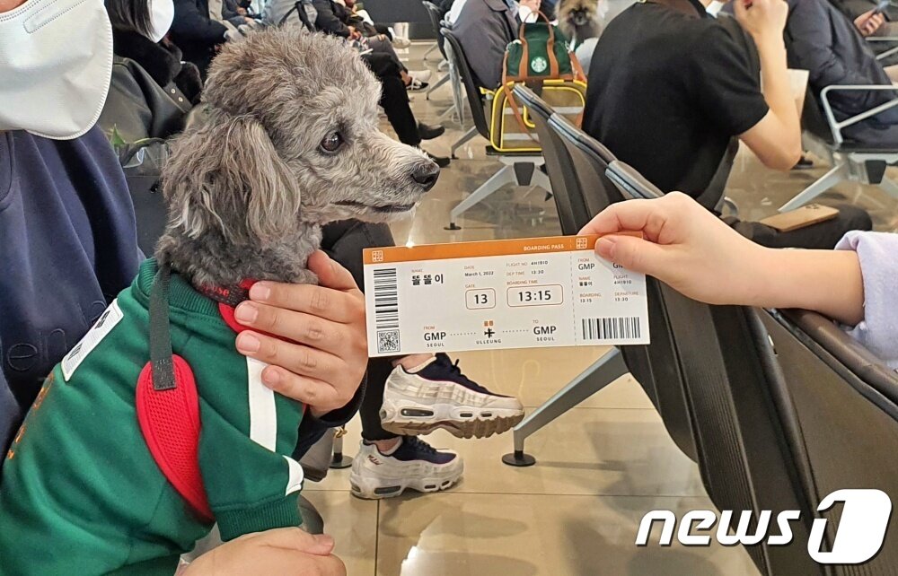 본문 이미지 - 어나더베이비는 1일 '반려견과 함께하는 3.1절 기념 울릉도(DOG도) 비행' 행사를 주최했다. 강아지도 별도의 자리가 마련됐다. ⓒ 뉴스1 최서윤 기자