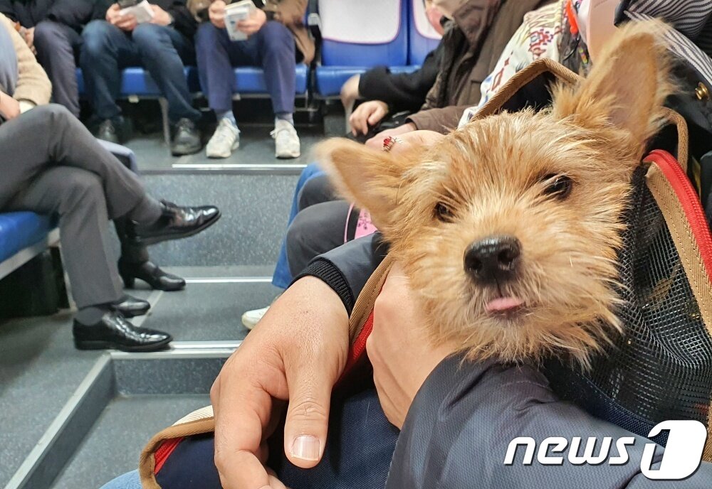 본문 이미지 - 어나더베이비는 1일 '반려견과 함께하는 3.1절 기념 울릉도(DOG도) 비행' 행사를 주최했다. 비행기로 이동하는 버스를 탄 탑승객이 강아지를 안고 있다. ⓒ 뉴스1 최서윤 기자
