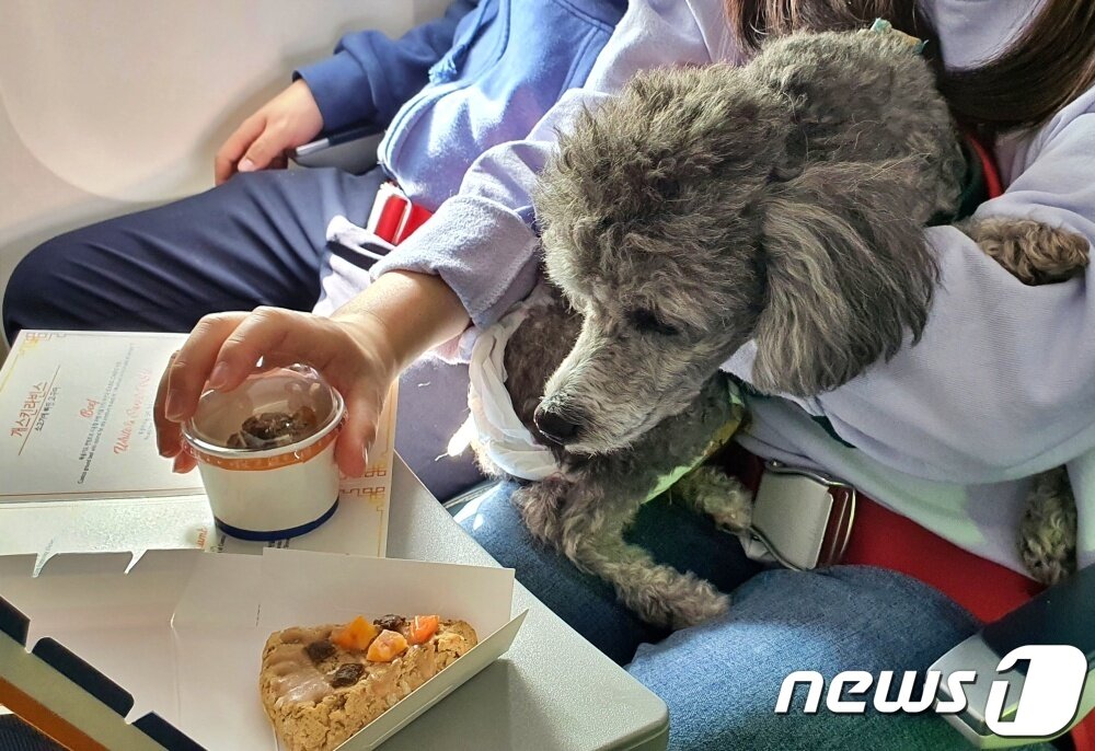 본문 이미지 - 어나더베이비는 1일 '반려견과 함께하는 3.1절 기념 울릉도(DOG도) 비행' 행사를 주최했다. 강아지들을 위해 제공된 기내식 피자와 아이스크림. ⓒ 뉴스1 최서윤 기자