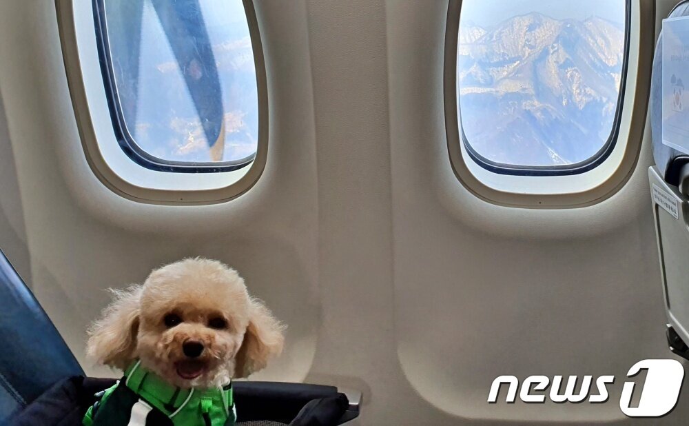 본문 이미지 - 어나더베이비는 1일 '반려견과 함께하는 3.1절 기념 울릉도(DOG도) 비행' 행사를 주최했다. 울릉도 상공을 날고 있는 비행기 안에서 강아지가 얌전하게 앉아 있다. 창밖에 울릉도가 보인다. ⓒ 뉴스1 최서윤 기자