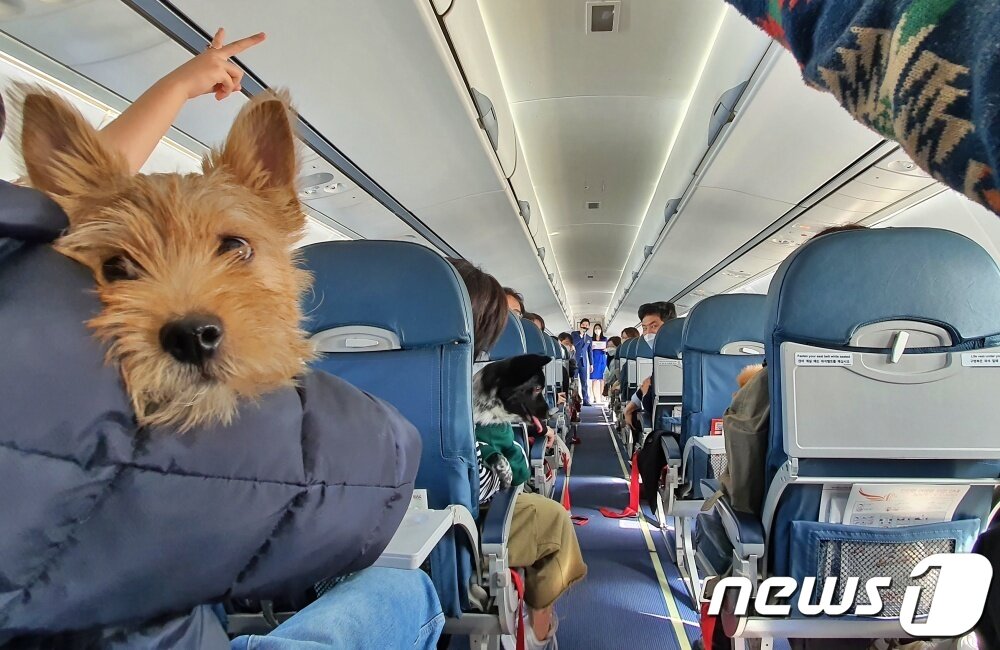 본문 이미지 - 어나더베이비는 1일 '반려견과 함께하는 3.1절 기념 울릉도(DOG도) 비행' 행사를 주최했다. 비행기가 안정권에 들어갔을 때 승무원과 함께 게임을 즐기고 있는 탑승객들. ⓒ 뉴스1 최서윤 기자