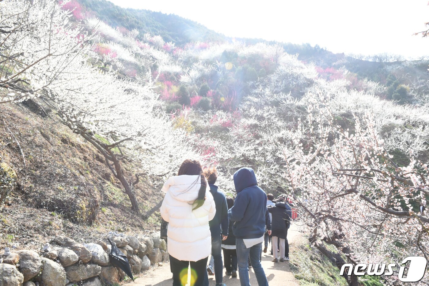 본문 이미지 - 20일 오전 전남 광양시 다압면 매화마을을 찾은 상춘객들이 봄 기운을 만끽하고 있다. 2022.3.19/뉴스1 ⓒ News1 김동수 기자