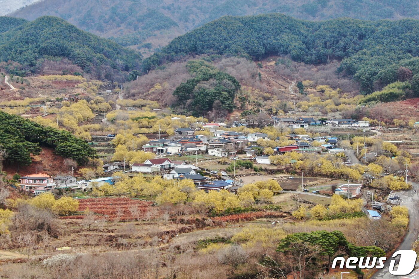본문 이미지 - 절기상 춘분을 하루 앞둔 20일 오전 전남 구례군 산동면 산수유 마을 곳곳에 만개한 산수유가 보인다. 2022.3.20/뉴스1 ⓒ News1 이재명 기자