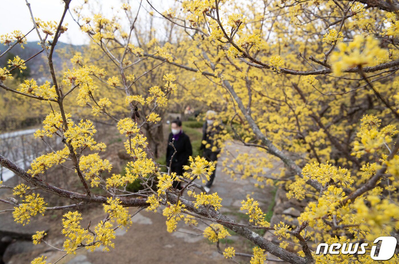 본문 이미지 - 절기상 춘분을 하루 앞둔 20일 오전 전남 구례군 산동면 산수유사랑공원을 찾은 시민들이 봄 기운을 만끽하고 있다. 2022.3.20/뉴스1 ⓒ News1 이재명 기자