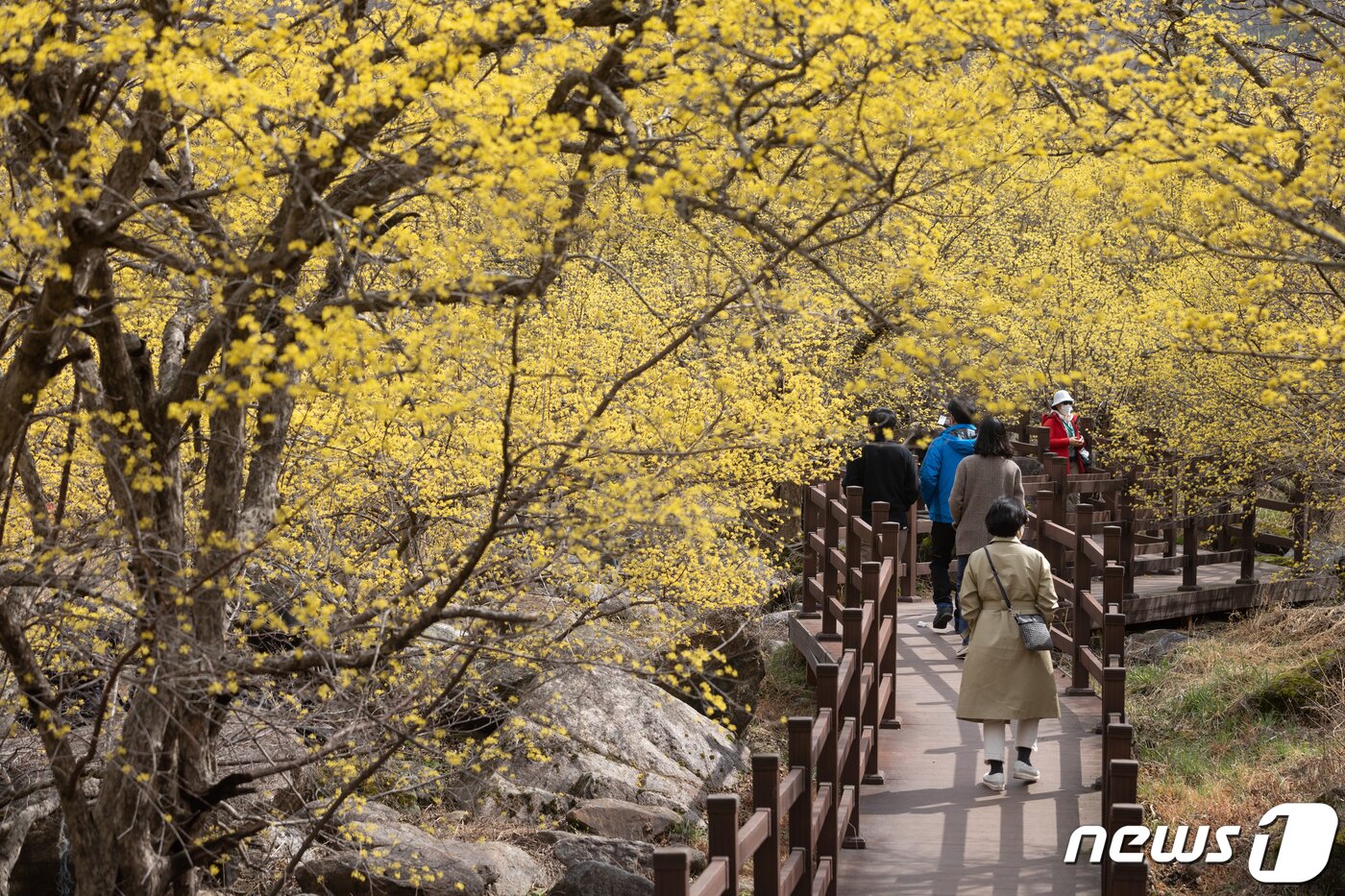 본문 이미지 - 절기상 춘분을 하루 앞둔 20일 오전 전남 구례군 산동면 산수유 마을을 찾은 시민들이 봄 기운을 만끽하고 있다. 2022.3.20/뉴스1 ⓒ News1 이재명 기자