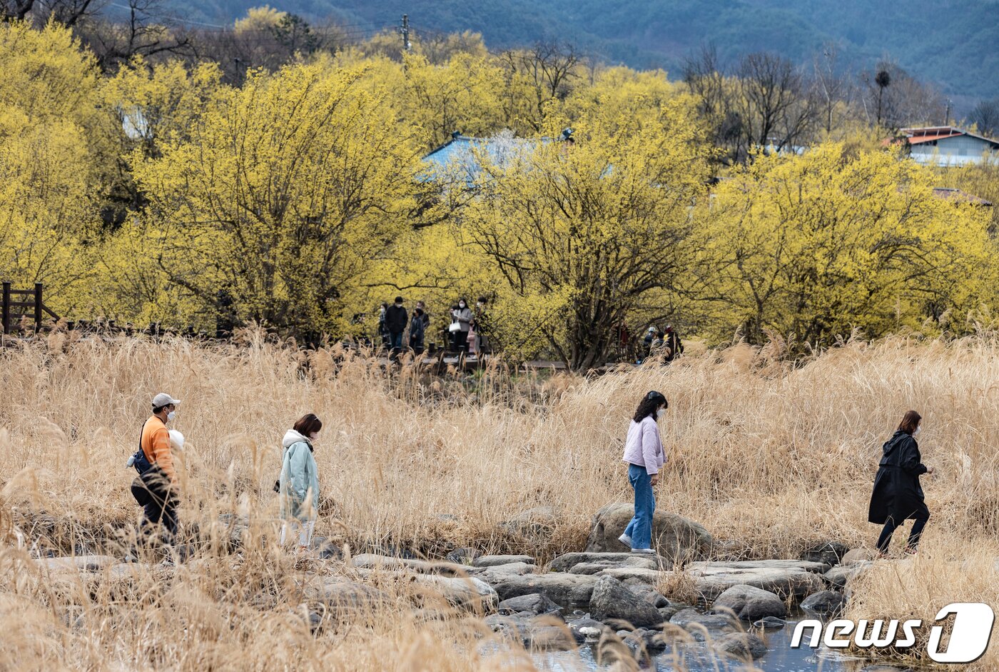 본문 이미지 - 절기상 춘분을 하루 앞둔 20일 오전 전남 구례군 산동면 산수유 마을을 찾은 시민들이 봄 기운을 만끽하고 있다. 2022.3.20/뉴스1 ⓒ News1 이재명 기자