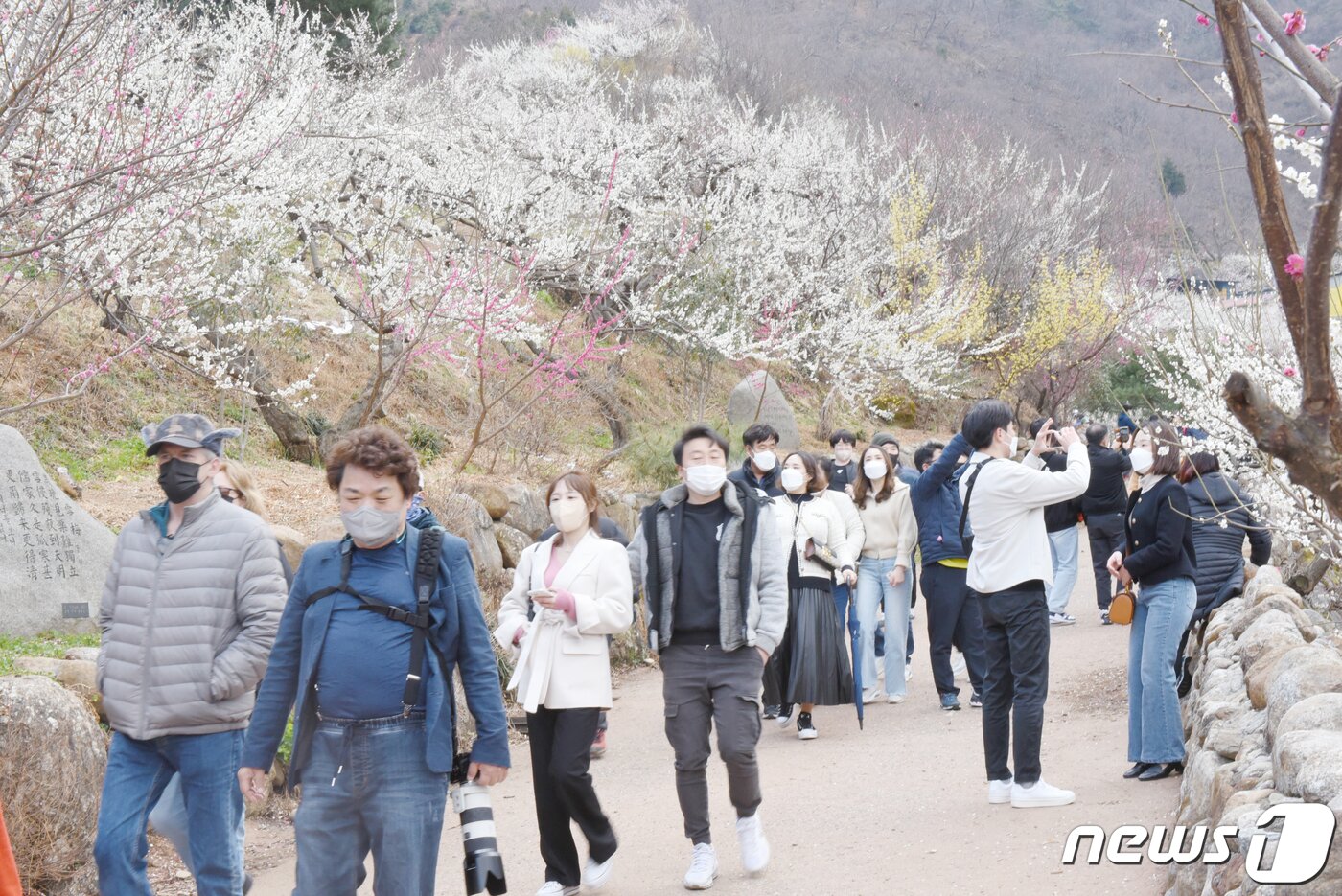 본문 이미지 - 20일 오전 전남 광양시 다압면 매화마을에서 봄꽃을 보기 위한 상춘객들의 발길이 이어지고 있다.2022.3.20/뉴스1 ⓒ News1 김동수 기자