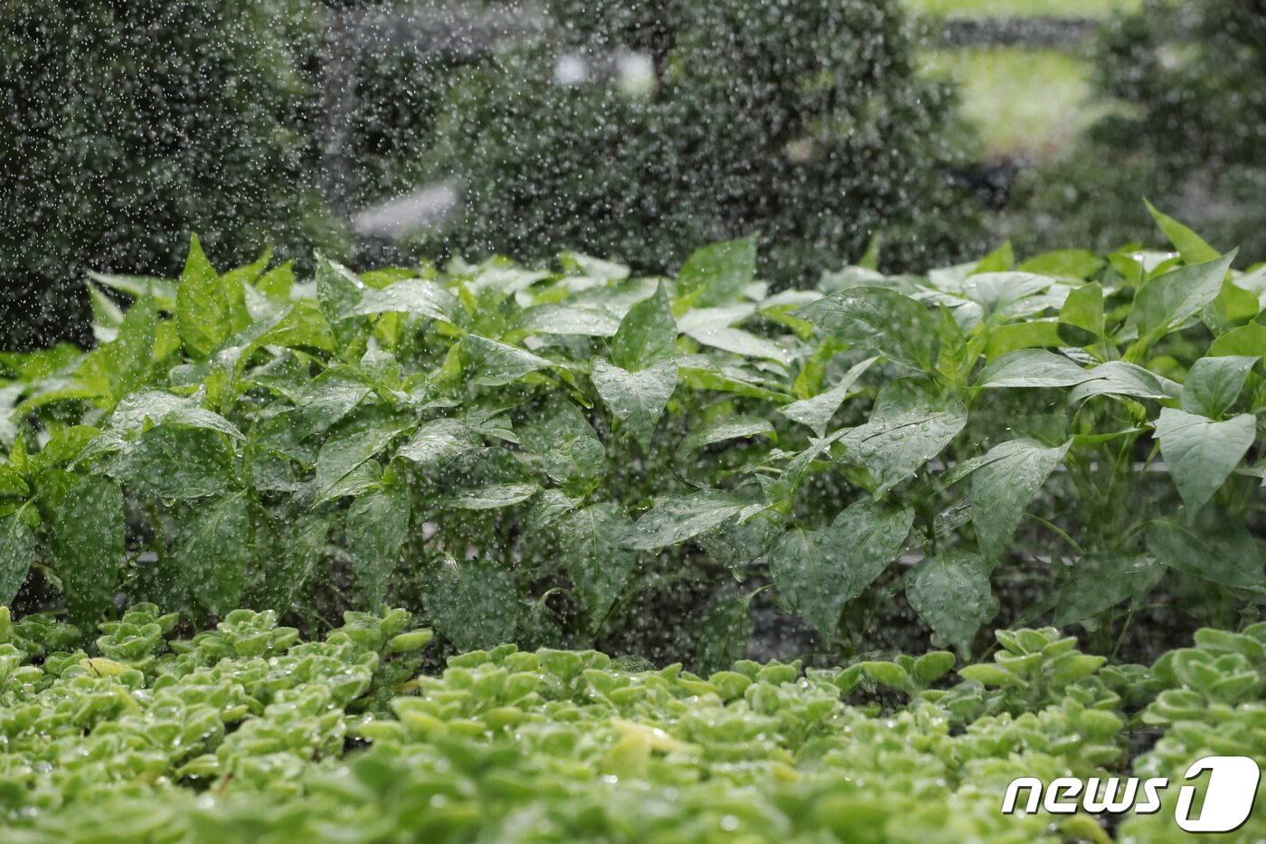 본문 이미지 - 세계 물의 날을 하루 앞둔 21일 오후 경기 화성 경기도농업기술원에서 연구시험용 장미허브와 고추 모종에 직원들이 뿌린 물이 맺혀 있다.. 2022.3.21/뉴스1 ⓒ News1 김영운 기자