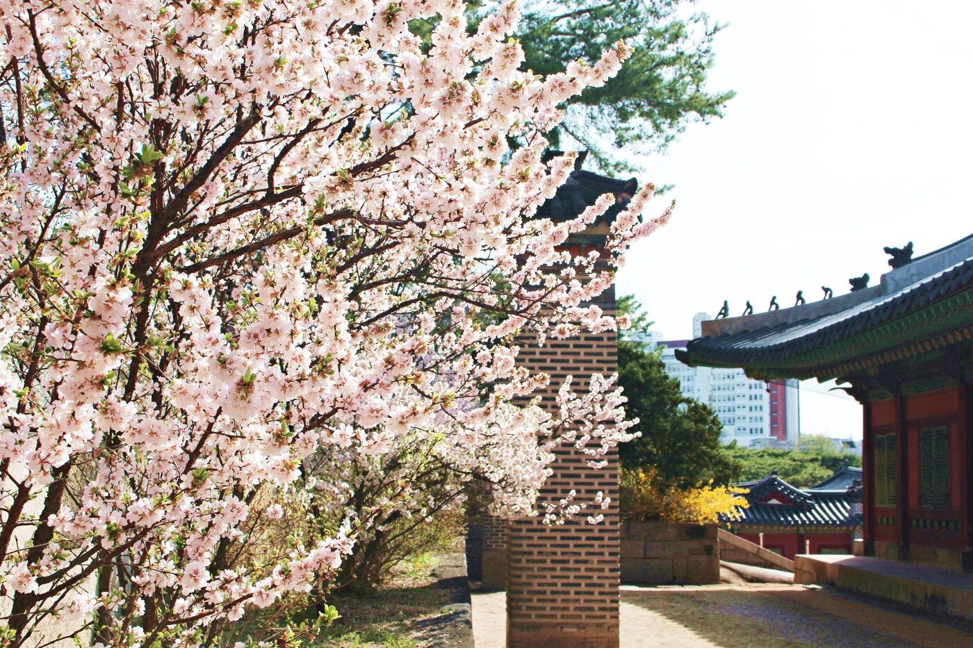 본문 이미지 - 창경궁 화계에 핀 봄꽃. 문화재청 제공