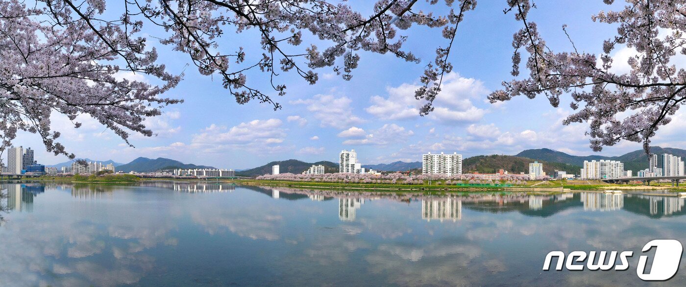 본문 이미지 - 가곡 벚꽃길. (밀양시 제공) ⓒ 뉴스1