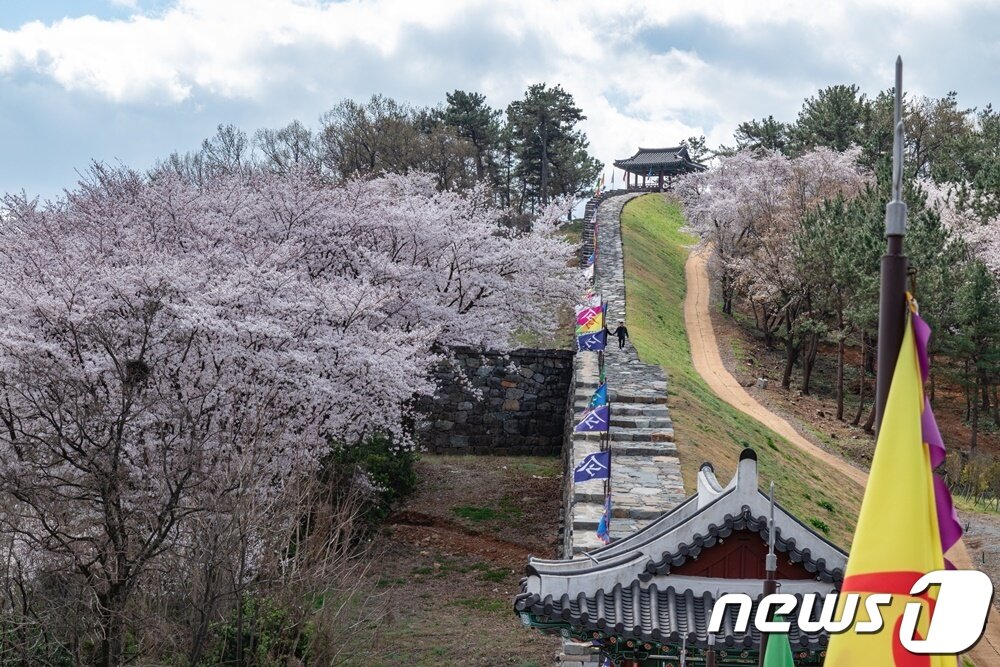 본문 이미지 - 밀양읍성 벚꽃길. (밀양시 제공) ⓒ 뉴스1