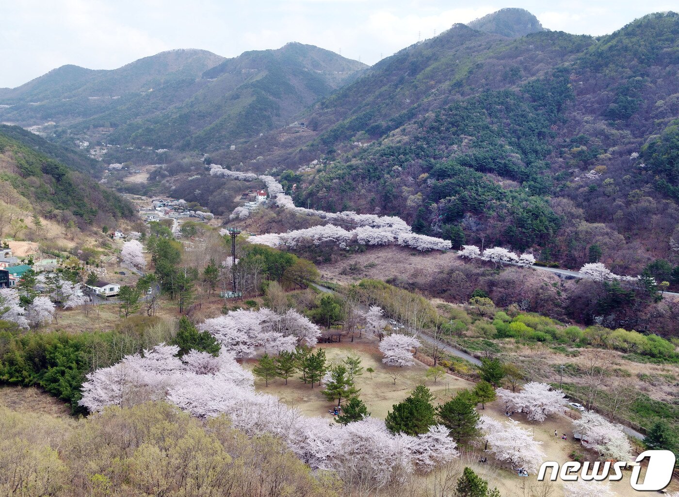 본문 이미지 - 삼랑진 안태 벚꽃길. (밀양시 제공) ⓒ 뉴스1