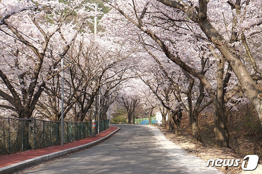 본문 이미지 - 단장면 벚꽃 터널. (밀양시 제공) ⓒ 뉴스1
