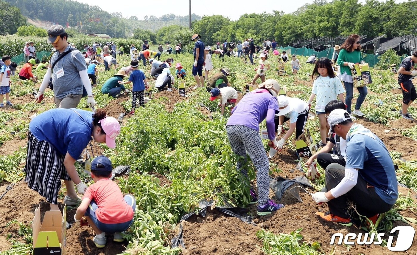 본문 이미지 - 괴산 감물감자축제.ⓒ 뉴스1