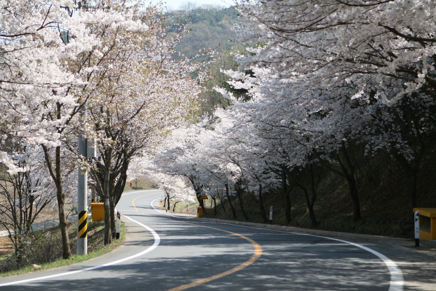 본문 이미지 - 곡선 구간이 많은 장곡사 벚꽃길. 청양군청 제공