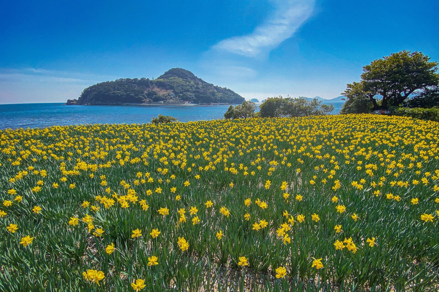본문 이미지 - 공곶이에서 바라본 수선화 꽃밭과 내도. 거제시청 제공