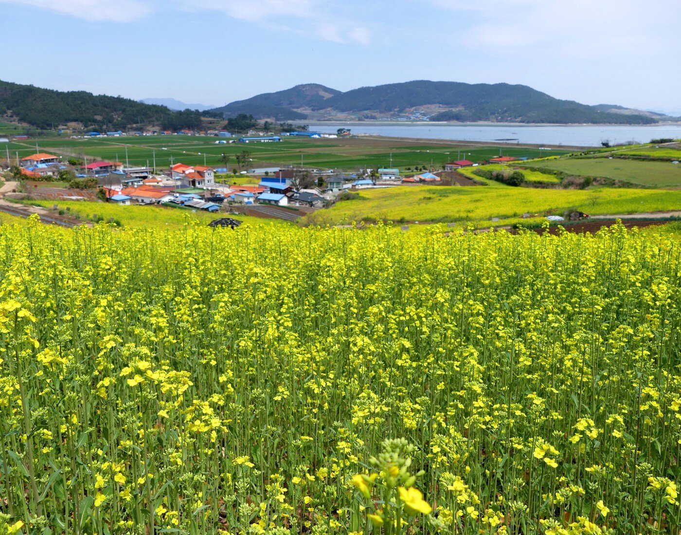 본문 이미지 - 선학동유채마을의 봄. 장흥군청 제공