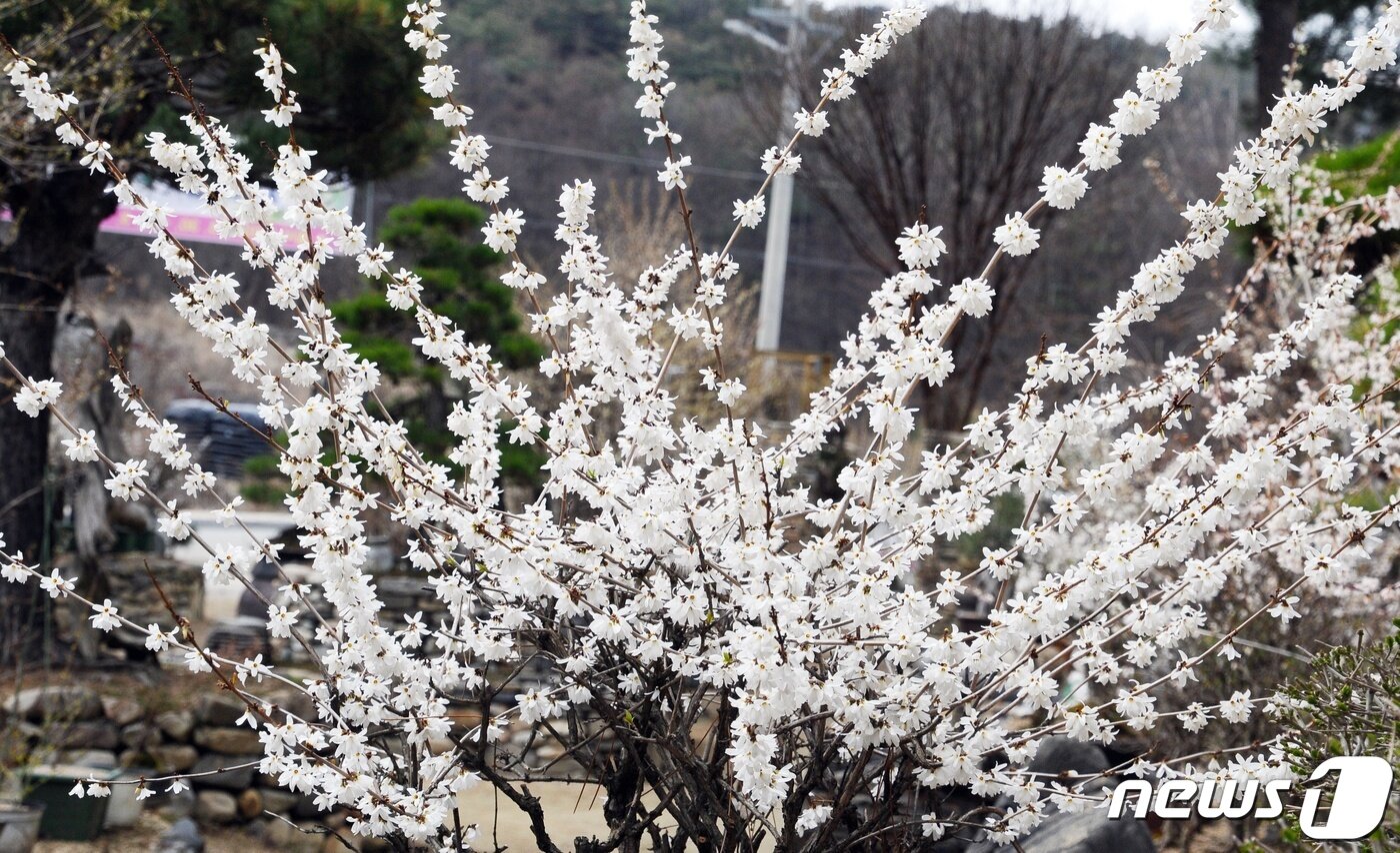 본문 이미지 - 27일 오후 충북 괴산군 칠성면에 미선나무 꽃이 만개했다.2022.3.27ⓒ 뉴스1