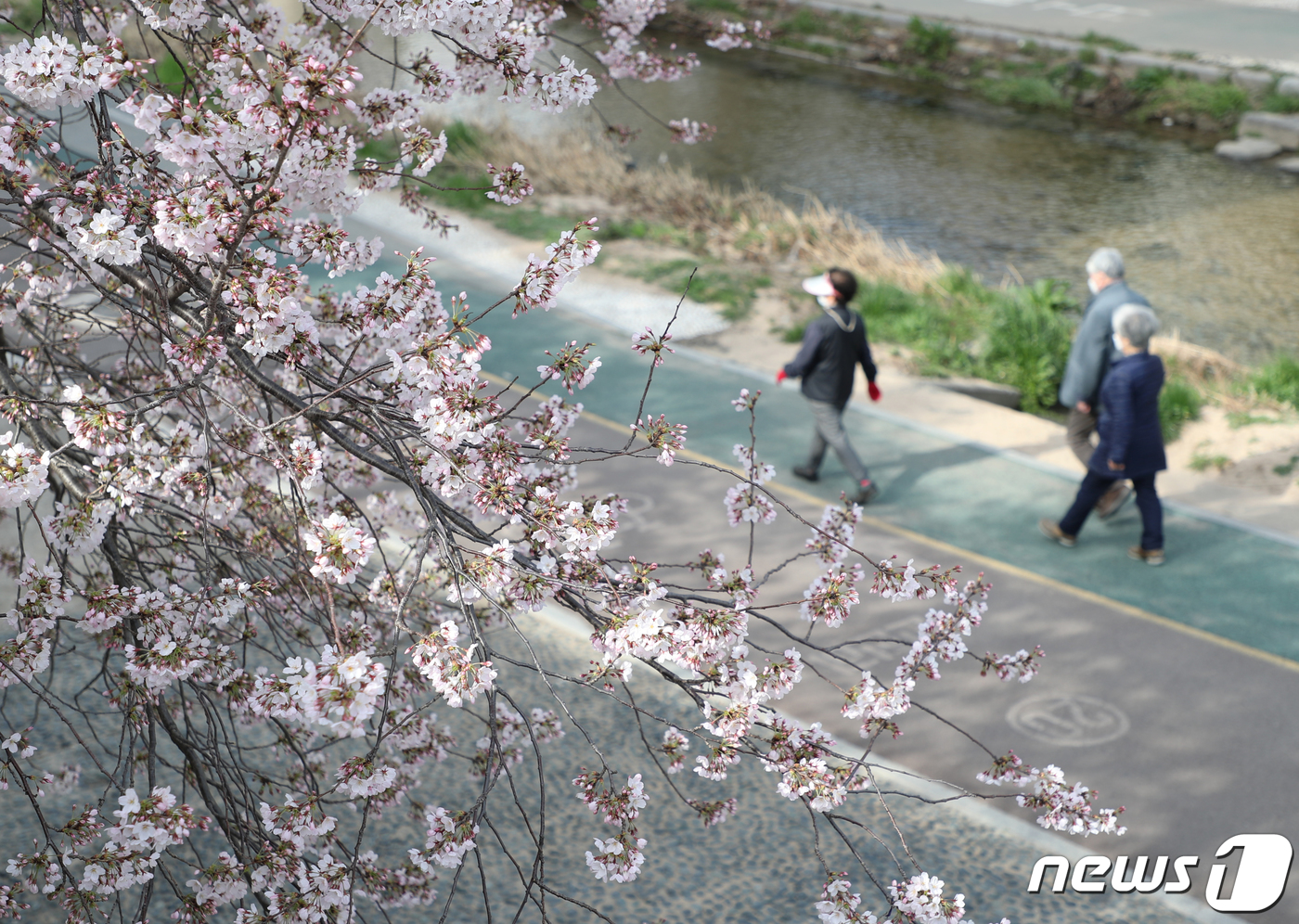 (부산=뉴스1) 김영훈 기자 = 28일 부산 동래구 온천장역 부근 온천천시민공원에 벚꽃이 피어 있다. 2022.3.28/뉴스1