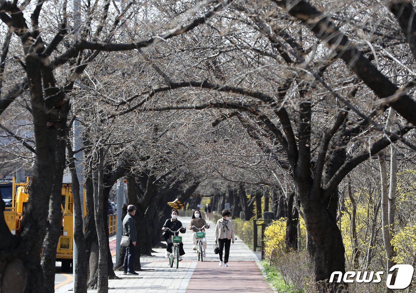 본문 이미지 - 서울 여의도 벚꽃길의 모습. 2022.3.29/뉴스1 ⓒ News1 신웅수 기자