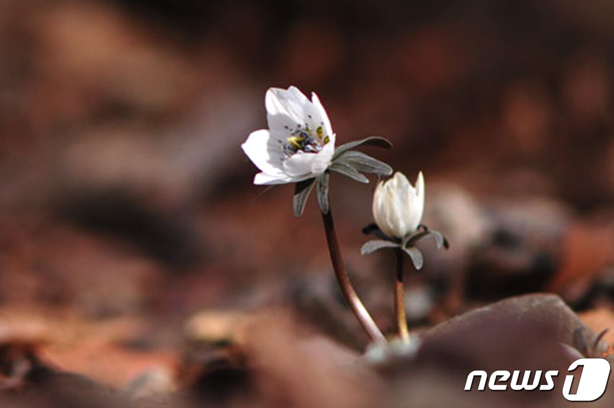 본문 이미지 - 변산바람꽃.(경주국립공원제공)2022.3.3/ⓒ 뉴스1