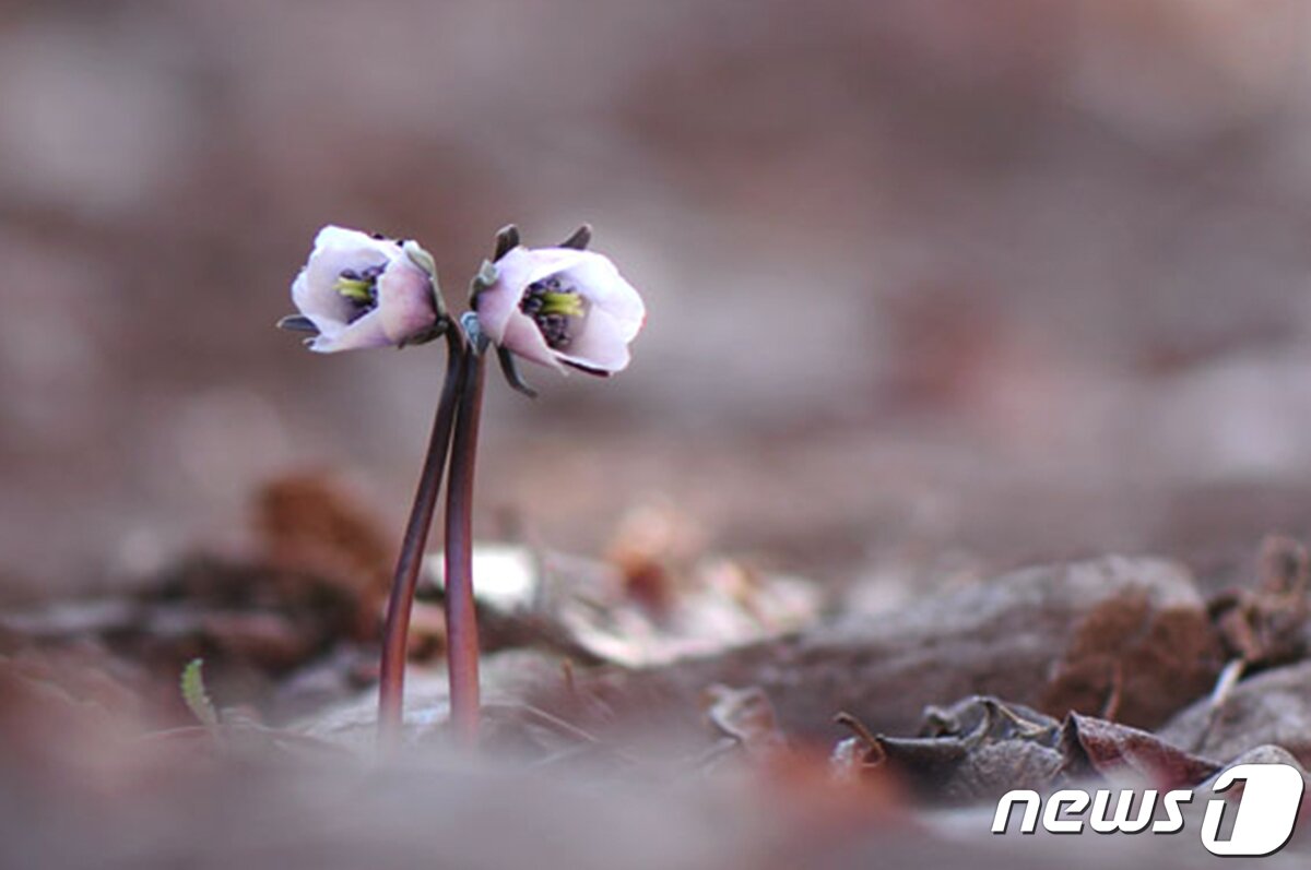 본문 이미지 - 변산바람꽃.(경주국립공원제공)2022.3.3/ⓒ 뉴스1
